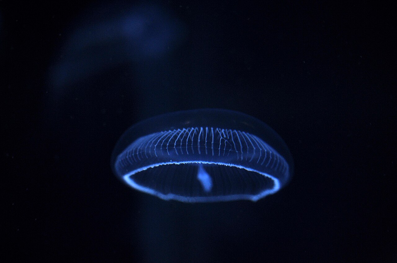 Photograph showing unidentified aerial phenomenon with multiple lights in the sky / Wikimedia Commons