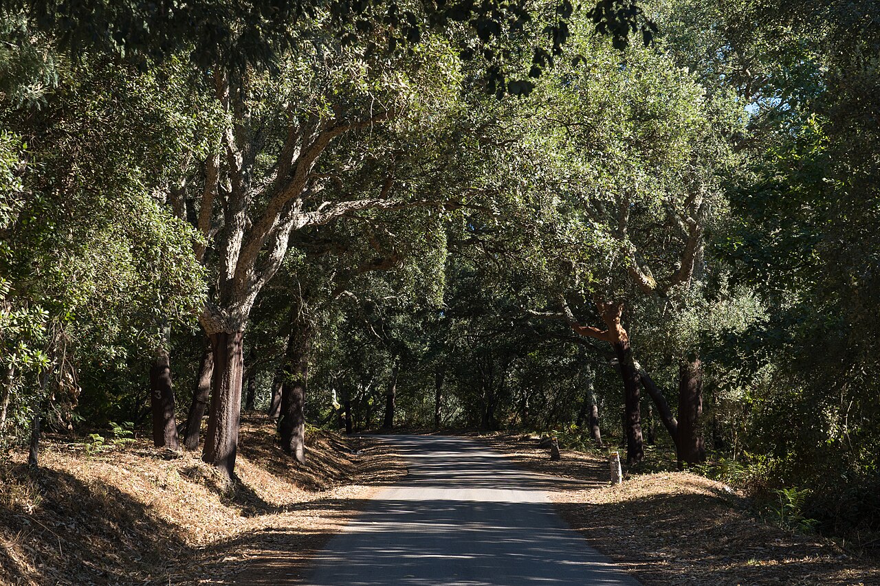 A stand of cork oak trees (Quercus suber) in a forest setting in Monchique, Portugal / © Wikimedia Commons contributor