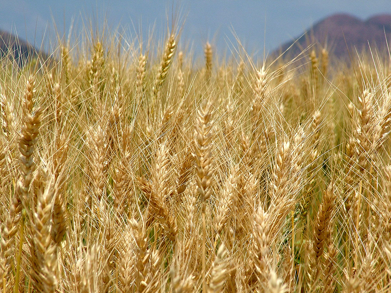 A golden wheat field stretching across flat South African farmland under a blue sky / Photographer: Lotus Head from Johannesburg, Gauteng, South Africa. Source: sxc.hu