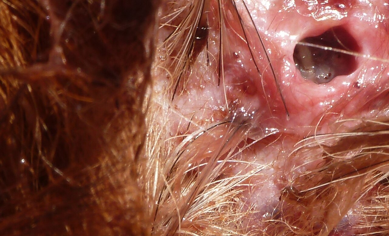 Canada Bans Texas Cattle as Screwworm Invades Border State