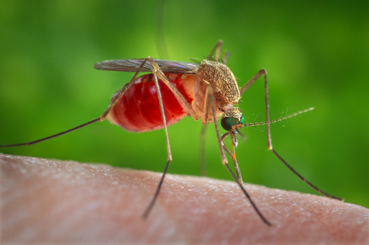Google Seeks EPA Permission to Release 64 Million Mosquitoes Without Community Consent