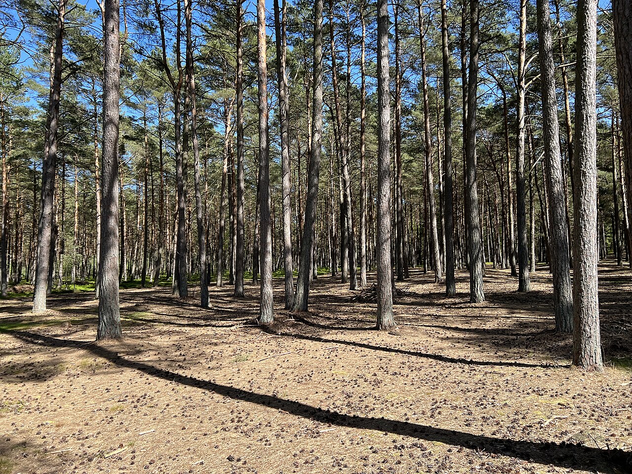 Brussels Punishes Poland's Model Forests